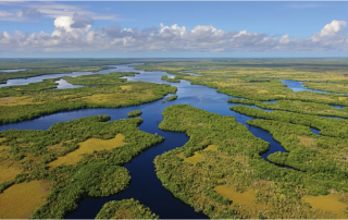 everglades