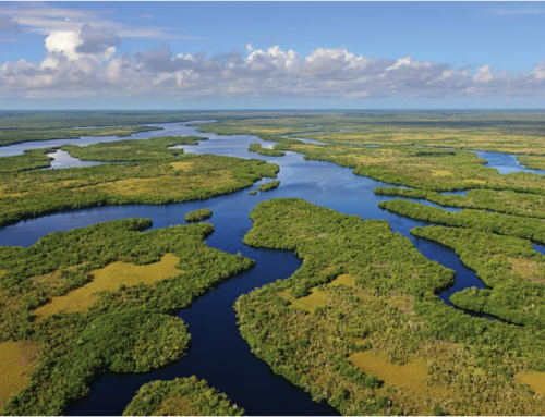 Everglades Restoration – Get Educated, Informed and Take Action!