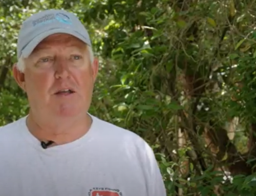 Everglades Road to Restoration